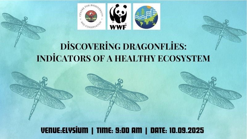Discovering Dragonflies workshop flyer