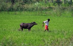 agriculture-copy