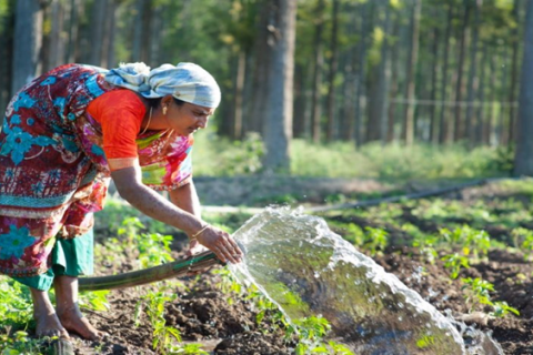 Policy Perspectives on India's National Mission on Natural Farming