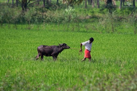 agriculture-copy